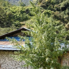 Ace Seeds - Nepal Annapurna